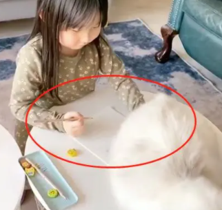养猫真的会“影响”孩子的学习吗？铲屎官用事实证明：绝对真的！
