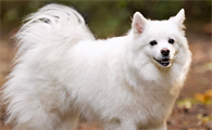 爱斯基摩犬吃哪些食物