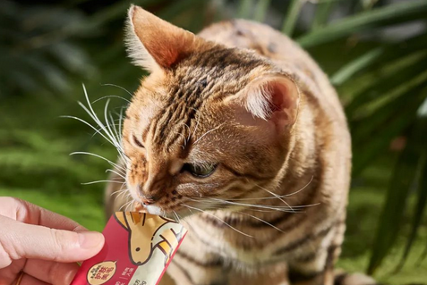 猫主子软便?看看都有哪些原因吧 猫主子软便?看看都有哪些原因吧