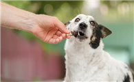 库达犬会咬主人几率