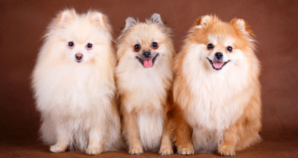 波美拉尼亚犬吃什么 波美拉尼亚犬吃什么
