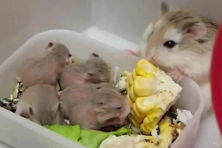 疫苗科普丨小孩被家里养的仓鼠咬了需要打狂犬疫苗或者破伤风吗? 疫苗科普丨小孩被家里养的仓鼠咬了需要打狂犬疫苗或者破伤风吗?