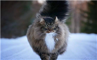 很霸道的猫是什么品种