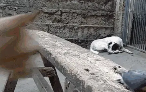 鹦鹉被猫咪偷袭抢走，主人扔手机救鸟！还记得打趴7只狗的猫吗？