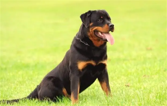 守卫犬和护卫犬区别