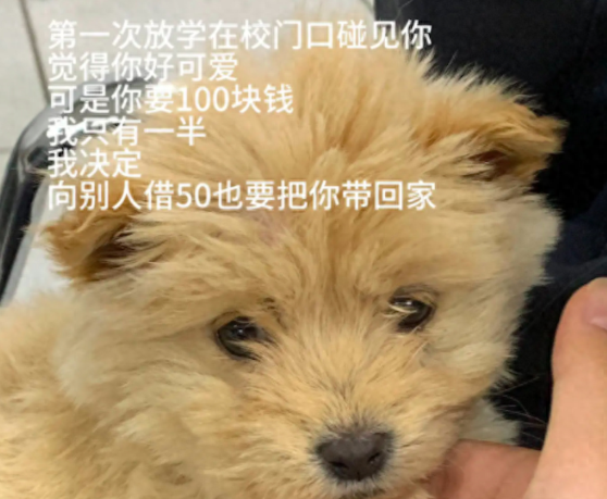 女孩借钱买下小狗,慢慢照顾它长大,最后因考试没能见它最后一面