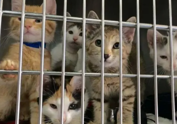 后院猫舍和正规猫舍区别 后院猫舍和正规猫舍区别