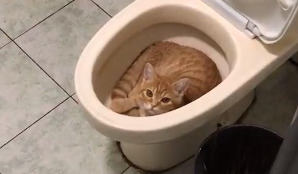 宠主给橘猫买了猫窝,但橘猫还是喜欢睡马桶,真让人头疼 宠主给橘猫买了猫窝,但橘猫还是喜欢睡马桶,真让人头疼