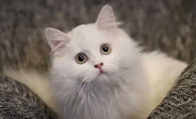 毒粮难辨、标准缺失，宠物猫粮前路漫漫