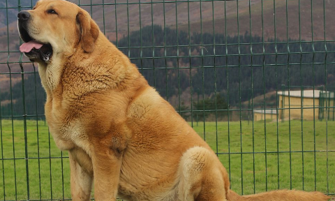英国黎犬和西班牙赘犬的区别 英国黎犬和西班牙赘犬的区别