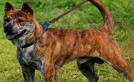 巴尔干和蓝斑猎犬谁好