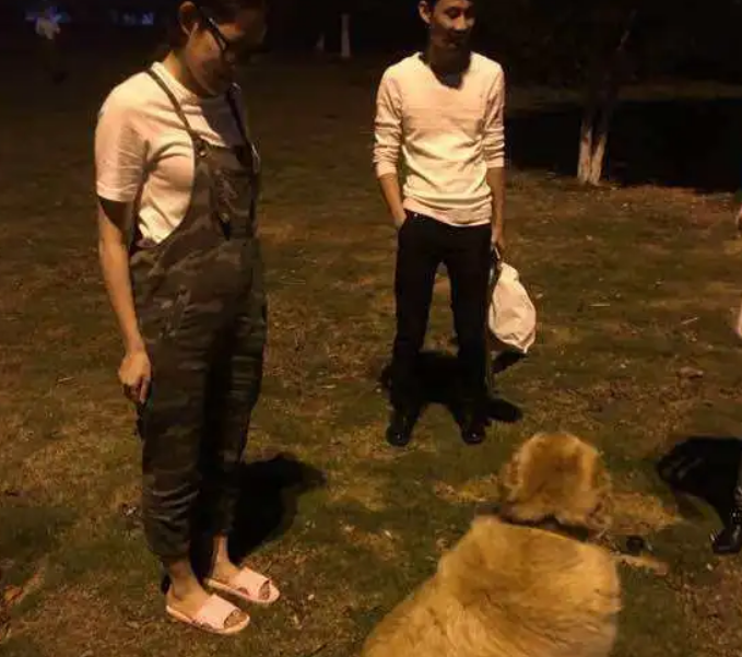 比熊被寄养到姥姥家，在金毛被喂成金猪后，比熊已经不想回家了！