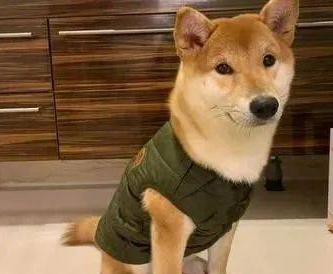 买了一件保暖背心给柴犬,一夜过后让饲主超傻眼! 买了一件保暖背心给柴犬,一夜过后让饲主超傻眼!