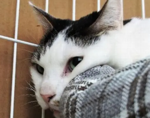 猫咪被主人虐待，得救后害怕人的触碰，众人却用温柔感化