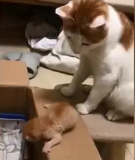 小猫咪行动太慢，“虎妈”猫咪上线，直接出爪推小猫：你太慢了！