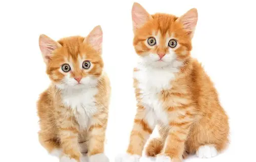 昆明动物园两只猫咪被空运北京，猴子虐猫事件结束了吗？