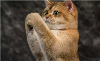 大头猫作揖是什么意思