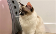 卡拉猫包包禁止代购带货
