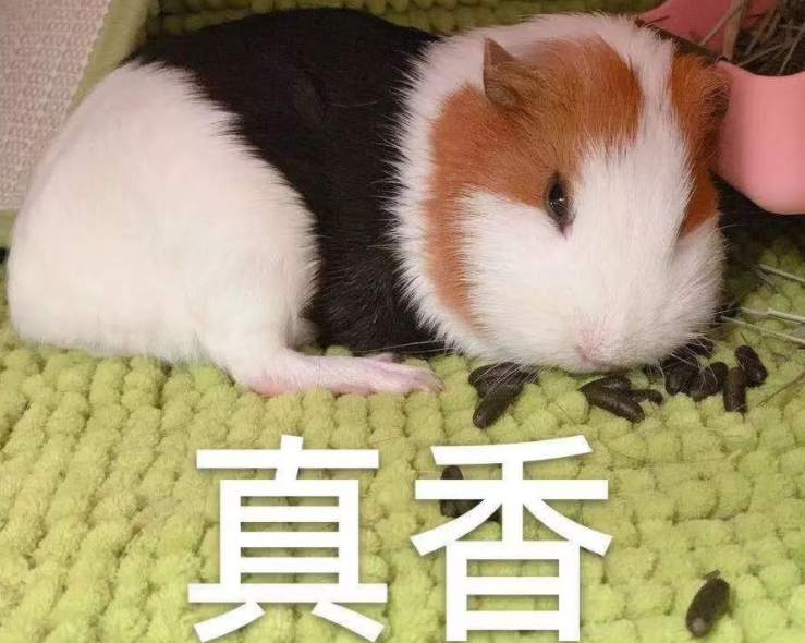 荷兰猪会感染新型肺炎吗? 荷兰猪会感染新型肺炎吗?
