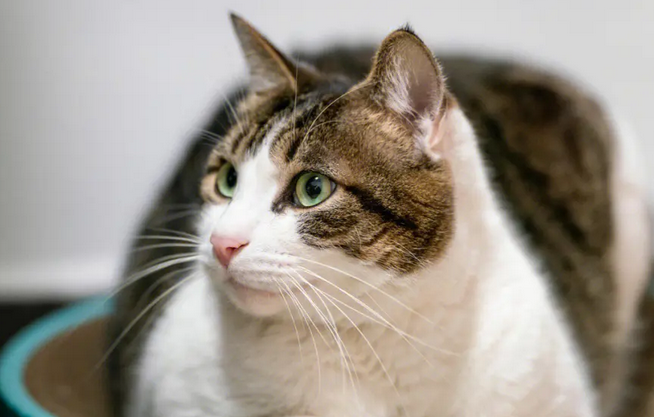 公猫母猫一起养一年能生几窝