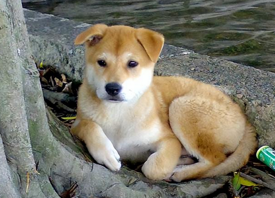 10年过去了，我的中华田园犬老狗还在等待我回家，狗牙齿都掉光了