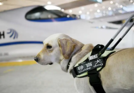 申请导盲犬的条件费用 申请导盲犬的条件费用