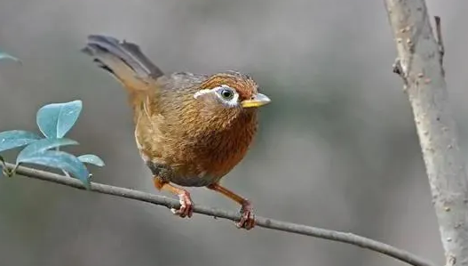 如何纠正画眉鸟撒食的毛病