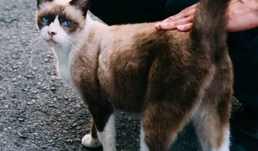 这8种正确撸猫手法,你会吗? 这8种正确撸猫手法,你会吗?