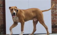 库达犬是哪个国家的品种犬