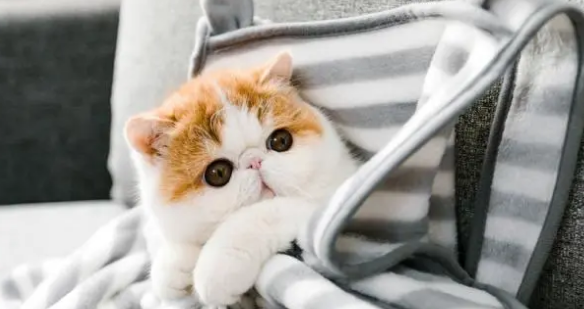 加菲猫为什么停更了