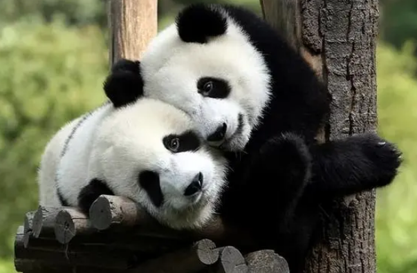 为什么说大熊猫属于食肉目？那么现在的大熊猫又为什么是吃素的？