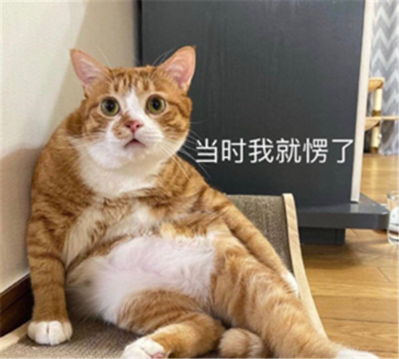 惊呆猫咪表情包