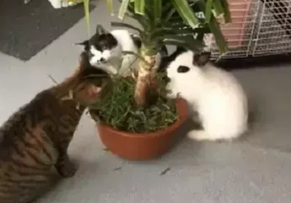 买了只小兔子,才两天它就欺负到猫咪头上了,网友:这不科学啊 买了只小兔子,才两天它就欺负到猫咪头上了,网友:这不科学啊
