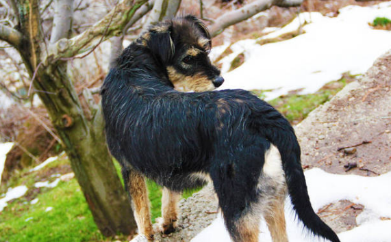 印度本土犬种类