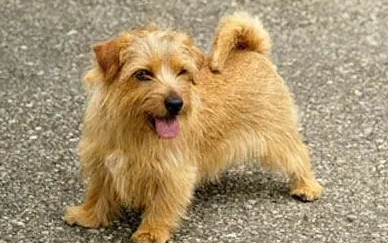 世界十大顶级护卫犬