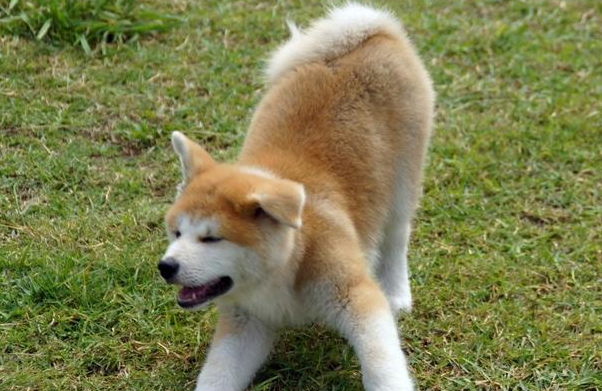 忠犬小八梨形自制模特名字章若楠