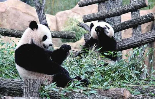 马来西亚将向中国要求延长大熊猫租借期