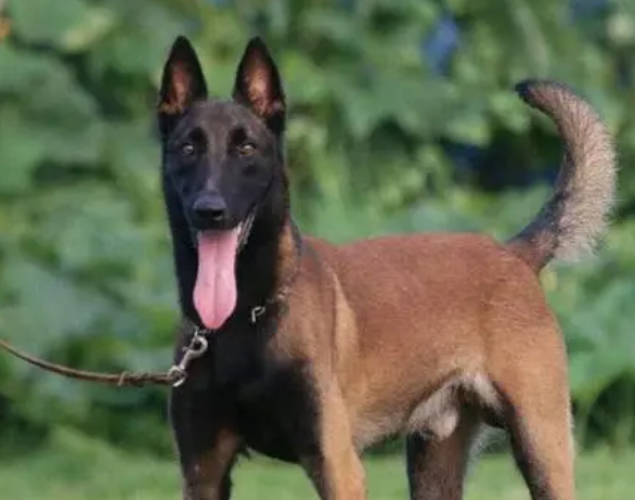 马犬寿命最长多少年 马犬寿命最长多少年