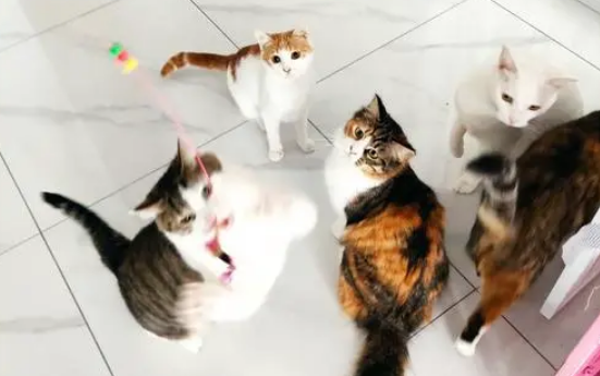 宠物猫消费快速增长，养猫也得负责任