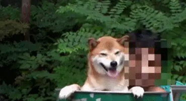 柴犬泡“温泉”,一脸享受,后面变成了狗肉锅 柴犬泡“温泉”,一脸享受,后面变成了狗肉锅