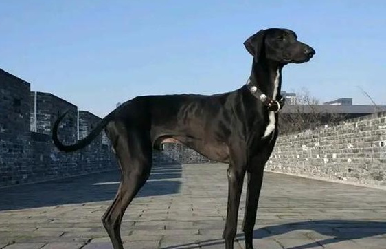 哮天犬是什么品种的犬