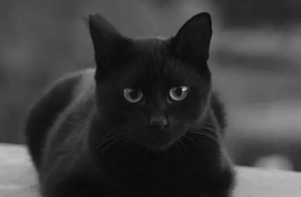 5个月黑色猫多大 5个月黑色猫多大