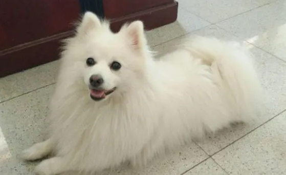 狐狸犬长什么样子