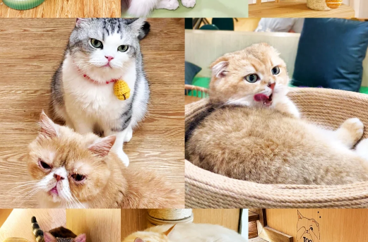 大头猫头像江湖有大头的猫咖