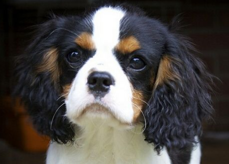 查理士王小猎犬的形态特征 受英国上流人士喜爱 查理士王小猎犬的形态特征 受英国上流人士喜爱