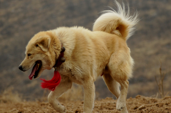 太行犬可以守猎吗