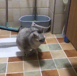 猫咪在厕所蹲坑，完事后还扒拉几下，猫：老祖宗的规矩不能忘