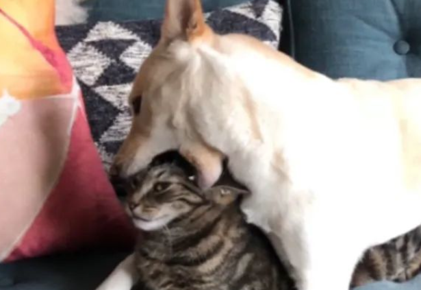 柴犬疯狂向猫咪撒娇，而猫咪竟露出这个表情...“铲屎的快救驾！”