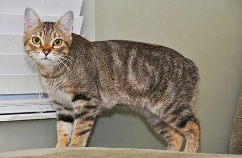 曼克斯猫守护神稀有度象征什么 曼克斯猫守护神稀有度象征什么