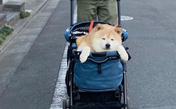 流浪柴犬被收养后,六年间竟变成这样...肉都要溢出屏幕啦! 流浪柴犬被收养后,六年间竟变成这样...肉都要溢出屏幕啦!